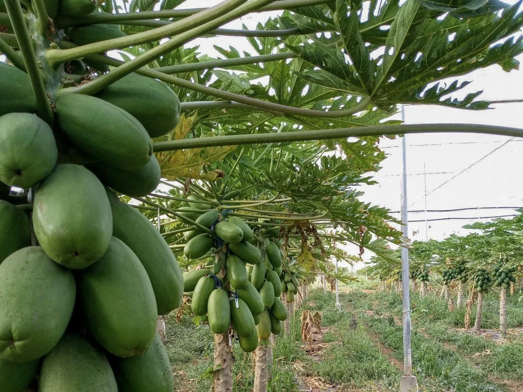 Amira, la papaye de référence pour l'hiver aux Canaries CapGen Seeds Amira3 CapGen Seeds