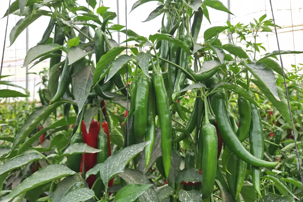 Dounia CapGen Seeds Dounia - Pimiento picante