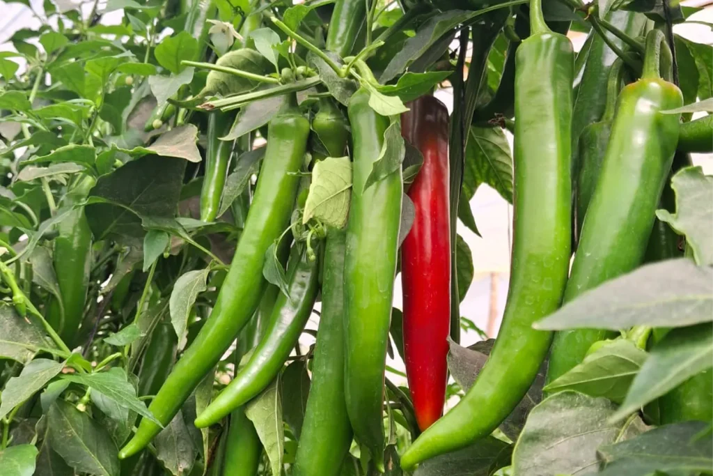 Dounia CapGen Seeds Dounia - Pimiento picante