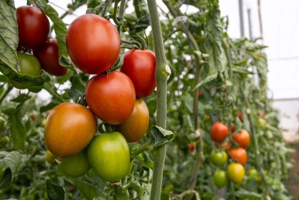 Panoramix commence sa première campagne commerciale avec le soutien des agriculteurs et des coopératives CapGen Seeds Panoramix2 CapGen Seeds