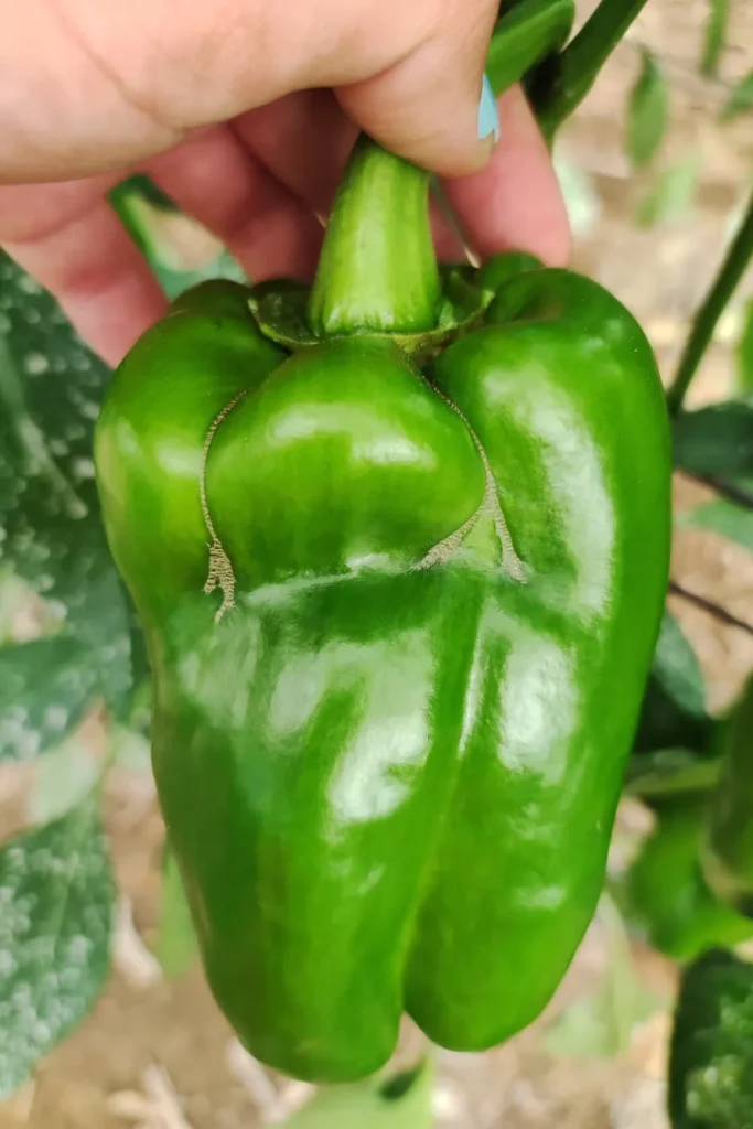 Thrips parvispinus en pimiento: Por qué la arquitectura de planta es hoy más importante que nunca CapGen Seeds Thrips parvispinus capgen seeds CapGen Seeds