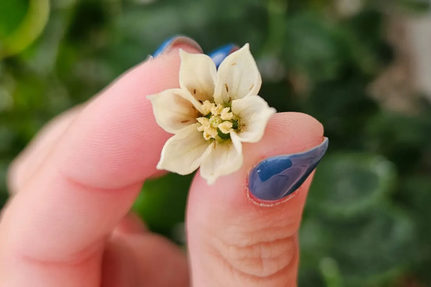 parvispinus capgen seeds