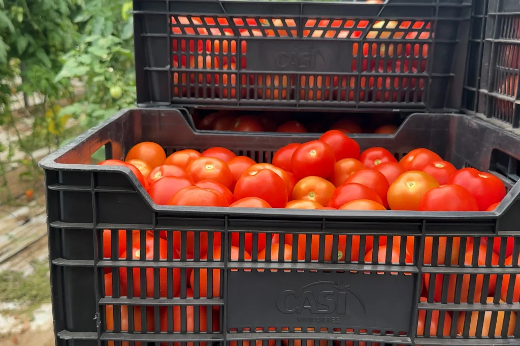 CapGen Seeds promeut la « génétique logistique » avec des variétés adaptées au nouveau modèle de distribution CapGen Seeds CajaPanoramix CapGen Seeds