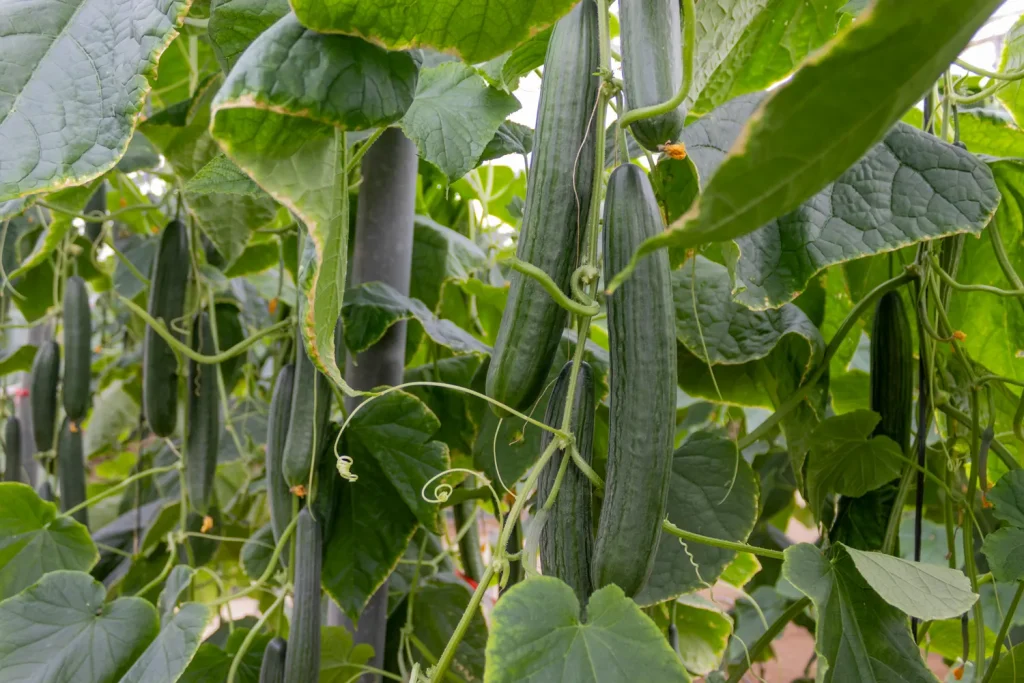 Jarama Plant