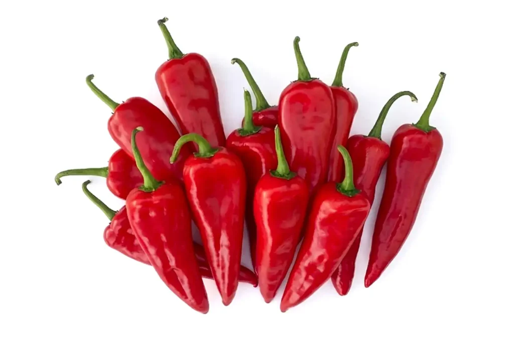 Frutos de pimiento Kapya rojo CGP2833 de 18-20 cm con excelente firmeza y conservación