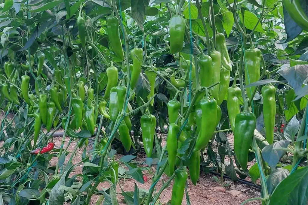 Cultivo de pimiento Kapya rojo CGP2833 en producción de invierno bajo invernadero