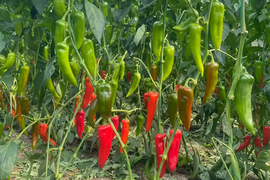 Cultivo de pimiento Kapya rojo CGP2833 en producción de invierno bajo invernadero