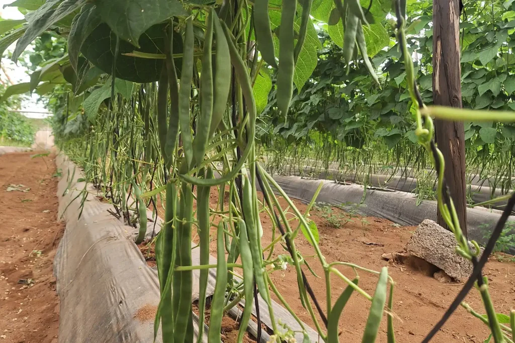 Cultivo de judía verde plana Sabrina tipo Helda en producción bajo invernadero