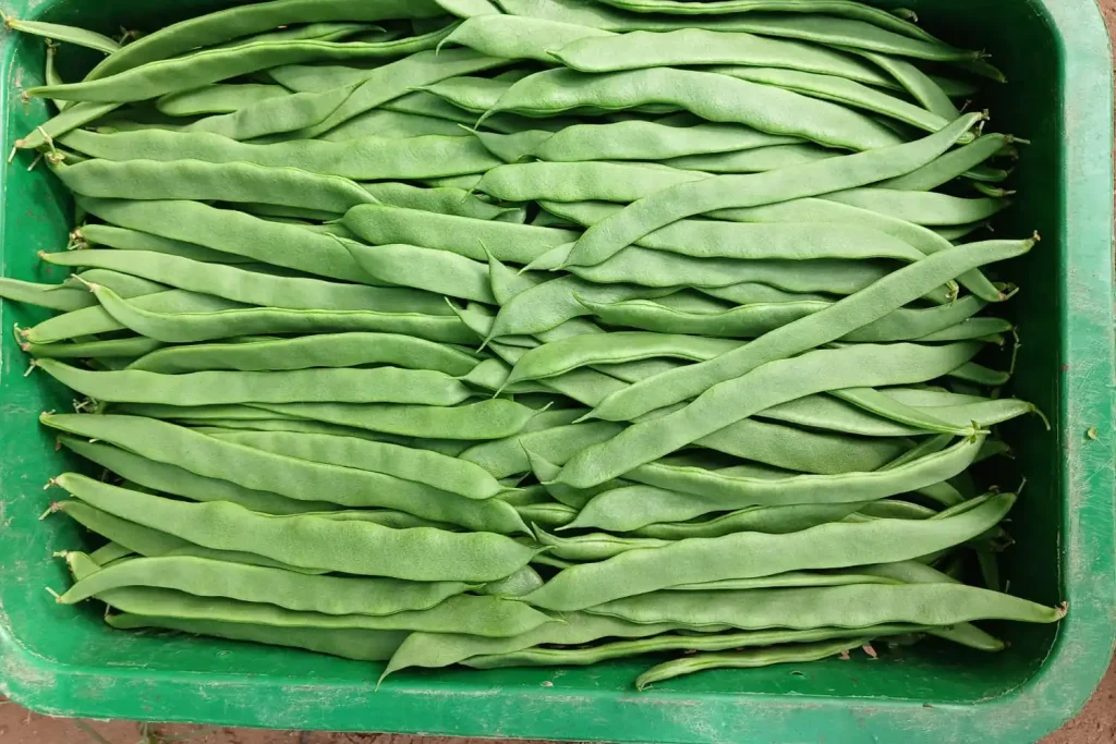 Cultivo de judía verde plana Sabrina tipo Helda en producción bajo invernadero