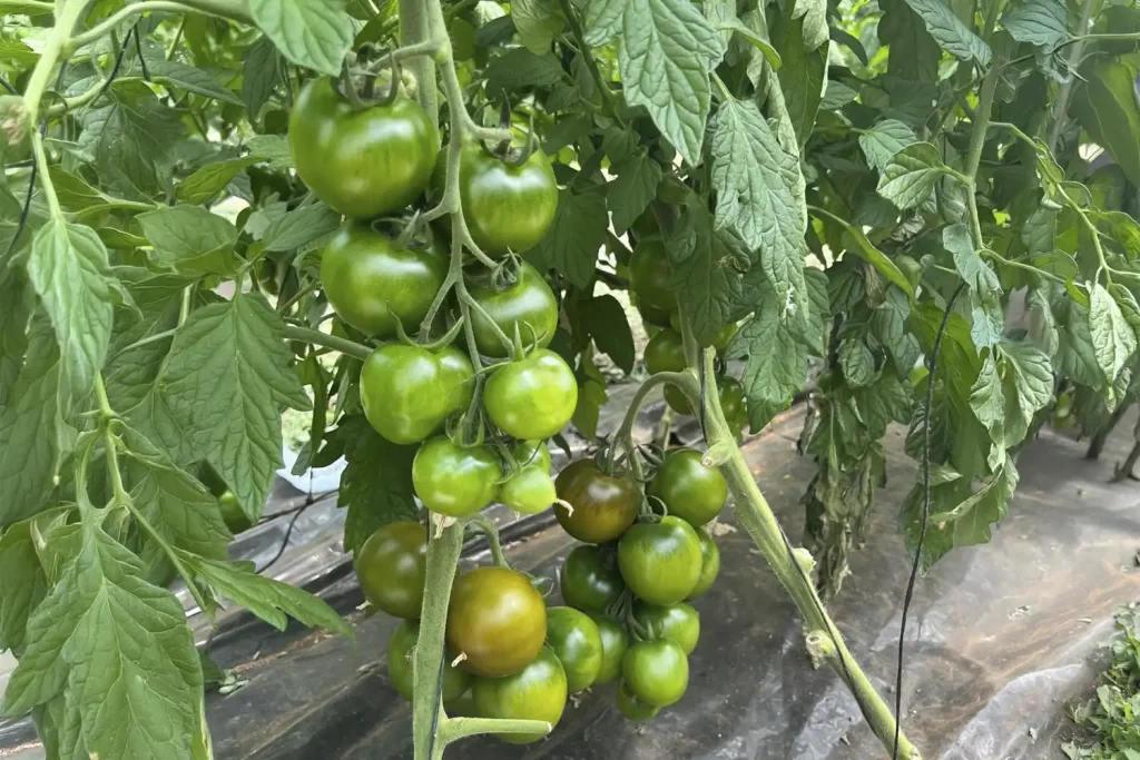 CGT2974 Plant