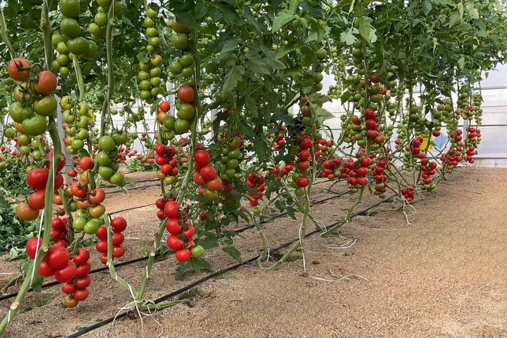 CGT3387 Plant
