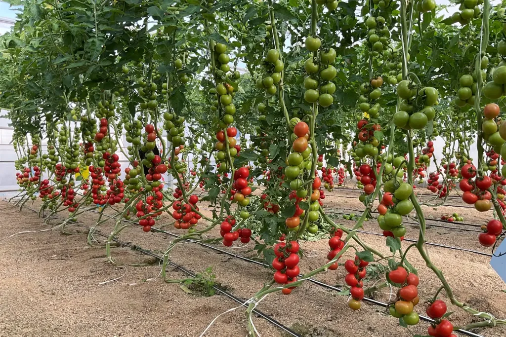 CGT3387 Plant
