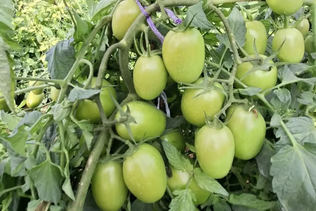 CGT4217 Plant