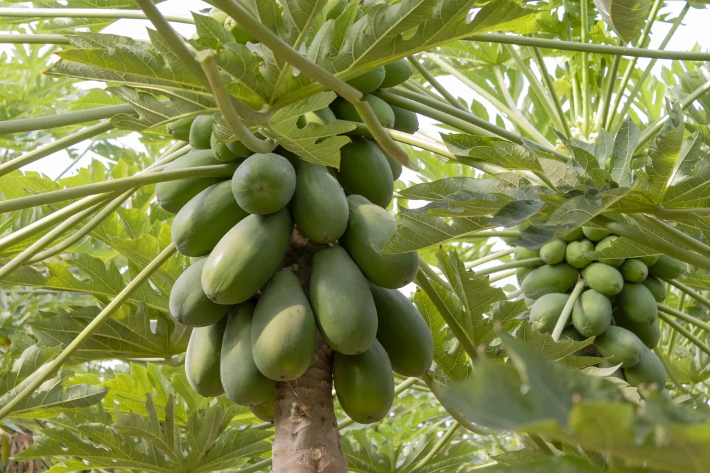 Papaya-Caballero