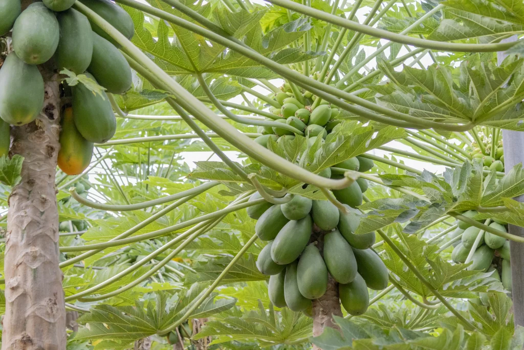 Papaya Alicia