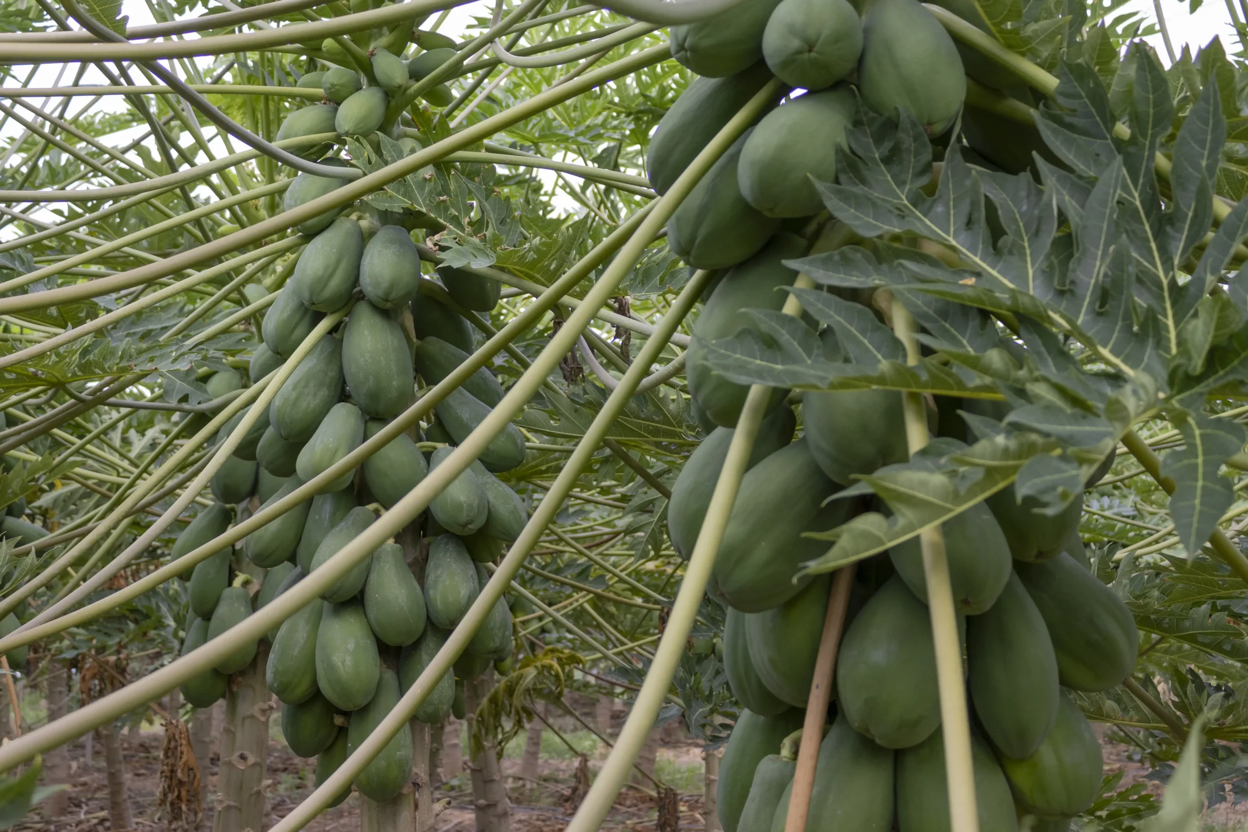 papaya-caballero