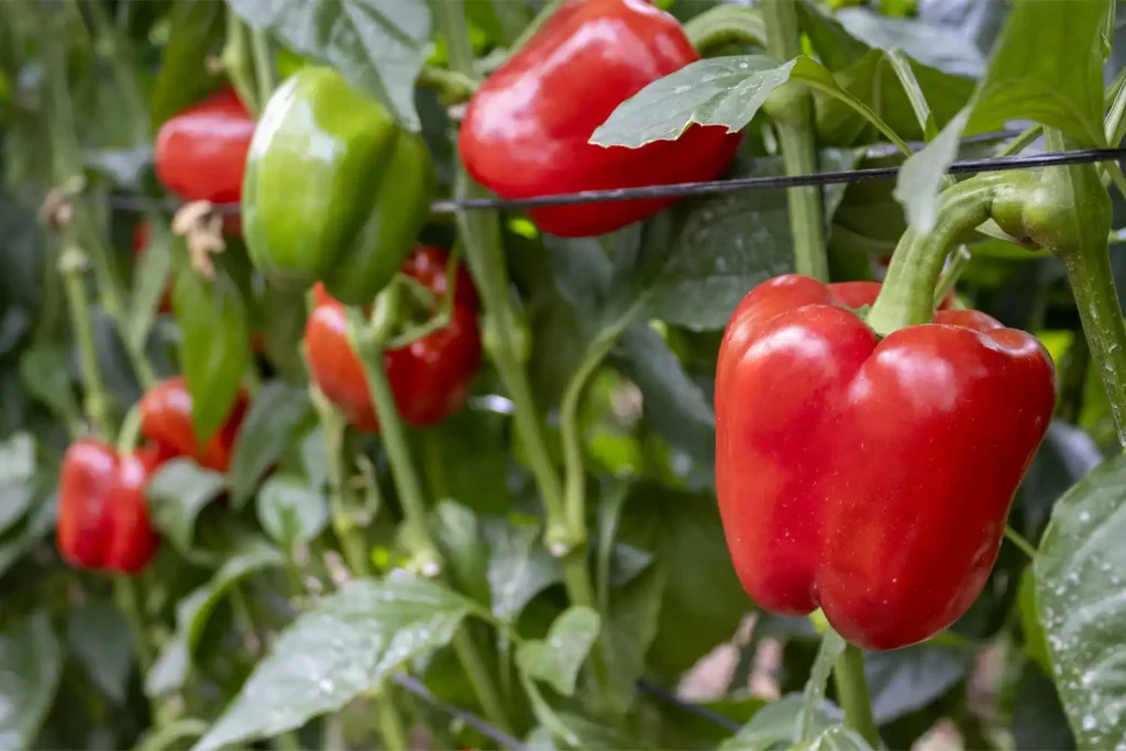 Rosal Plant