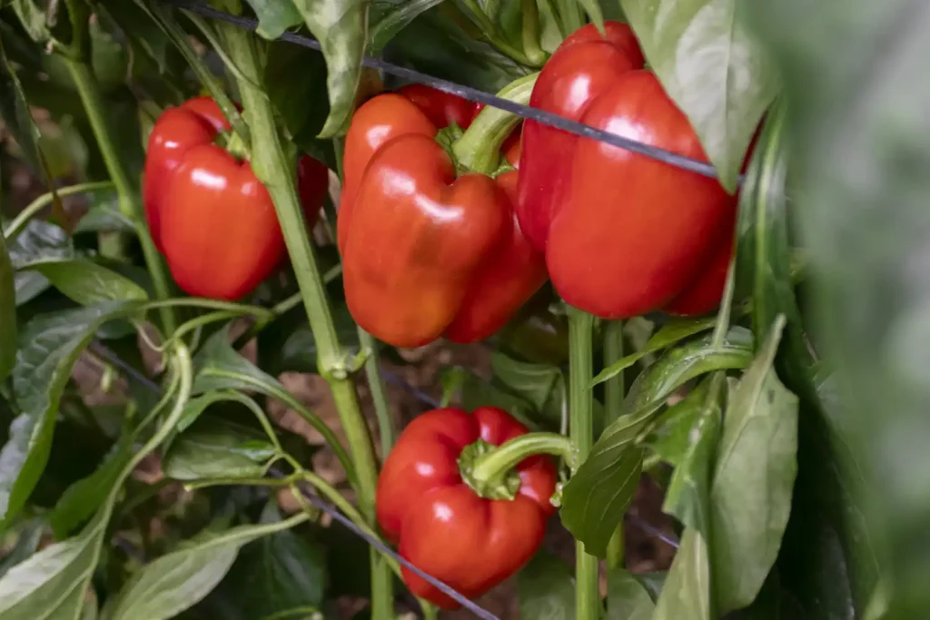 Rosal Plant(2)