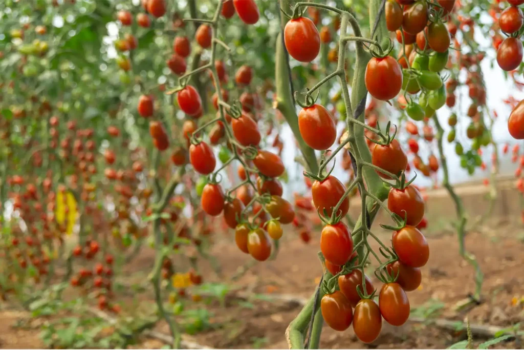CGT3116 CapGen Seeds CGT3116 Plant