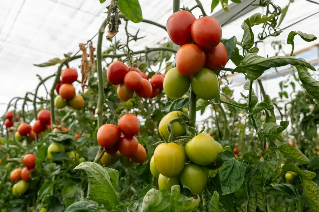 Panoramix plum tomato by CapGen Seeds grown in a greenhouse in Almería