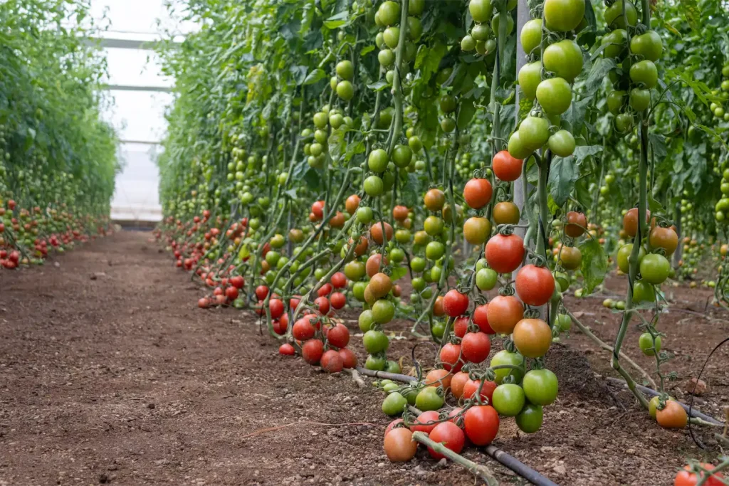 Panoramix plum tomato by CapGen Seeds grown in a greenhouse in Almería