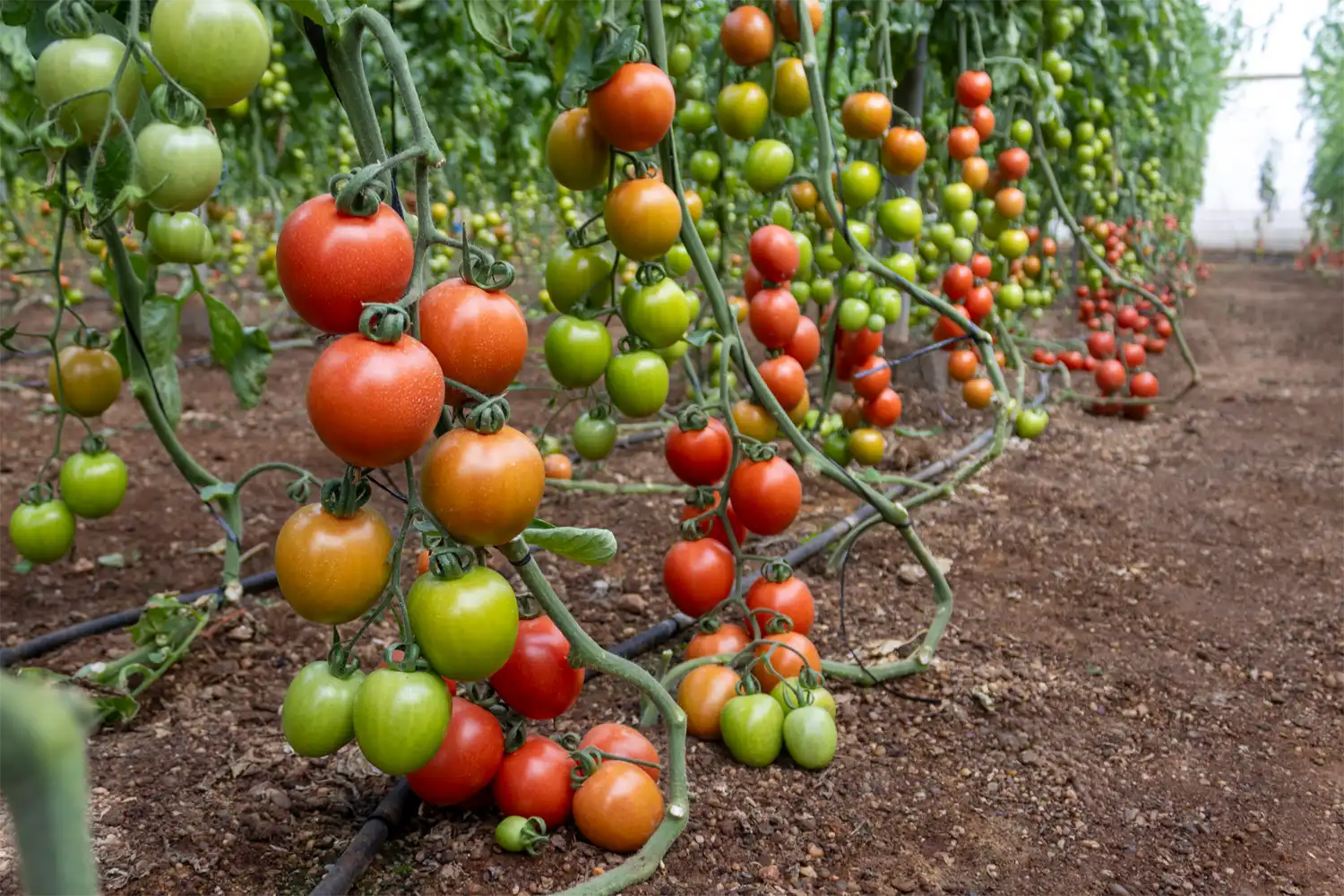 Tomate pera Panoramix de CapGen Seeds en cultivo de invernadero en Almería