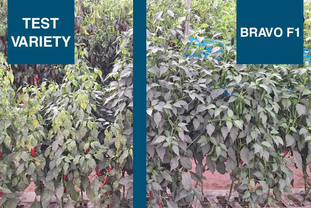 Plant comparison between Bravo F1 jalapeño and a control variety in a protected trial in Agadir, Morocco — CapGen Seeds
