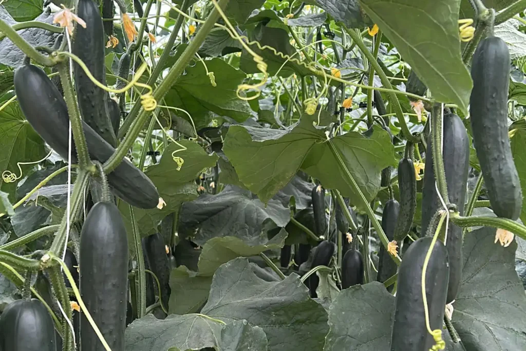 Donemilio CapGen Seeds Pepino Donemilio F1 tipo slicer en planta con frutos verde oscuro brillante