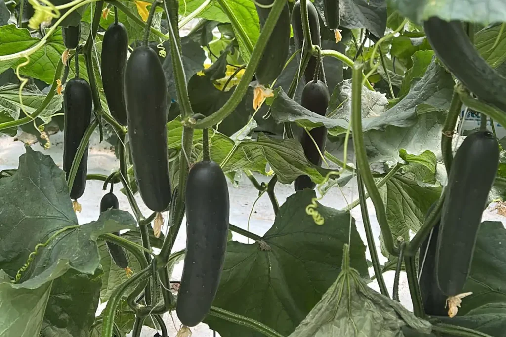 Donemilio CapGen Seeds Planta de pepino Donemilio F1 con frutos uniformes en producción