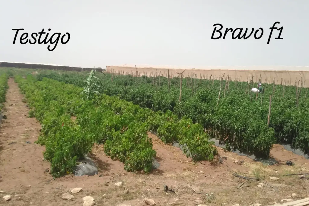 Ensayo comparativo de chile picante jalapeño Bravo F1 frente a variedad testigo en Agadir