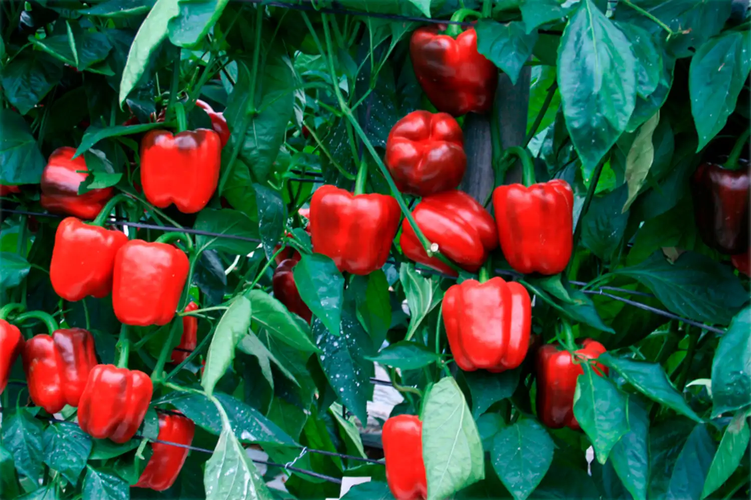 Red blocky peppers on the plant, grown from CapGen Seeds pepper seeds