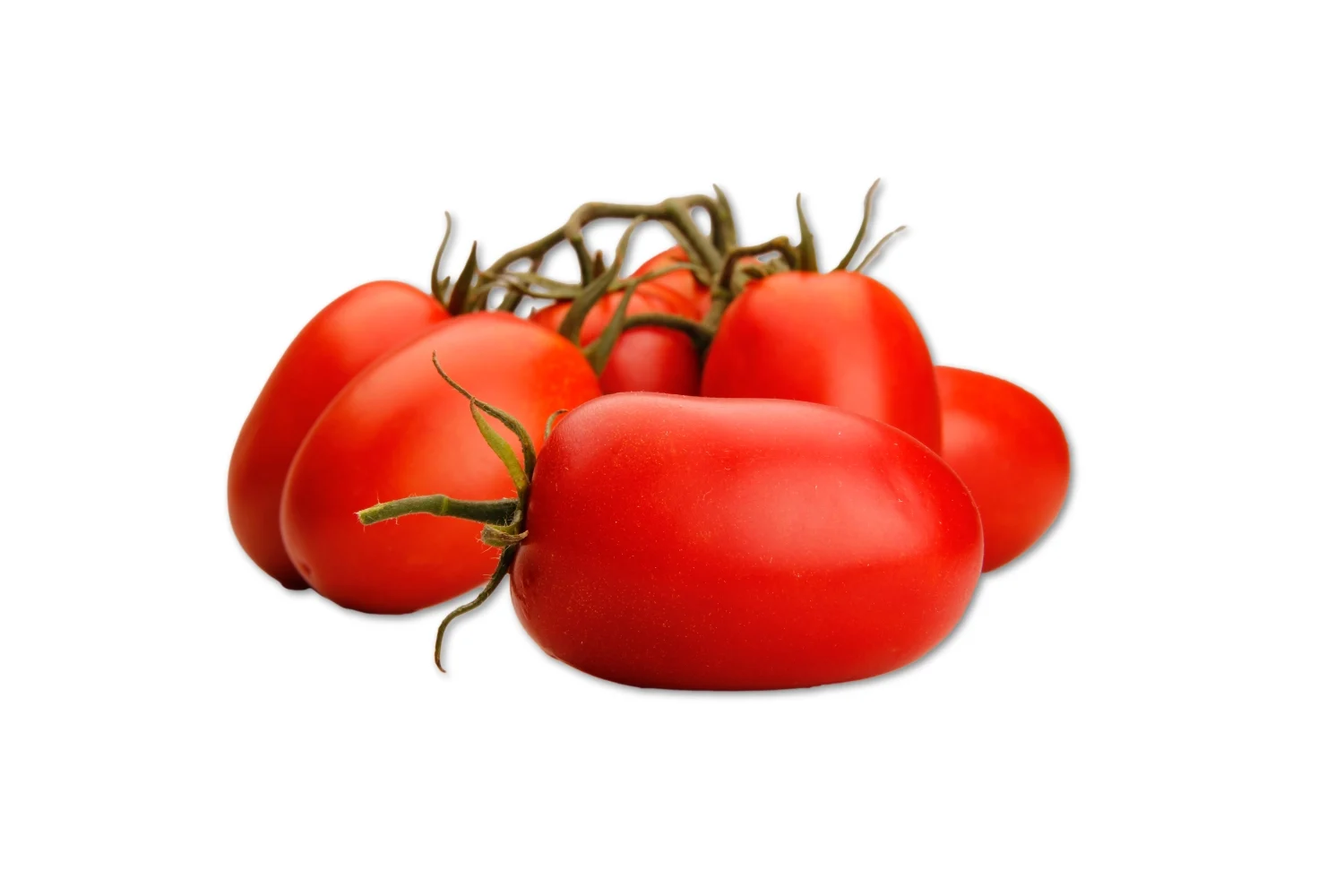 SansonEstudioCapGenSeeds